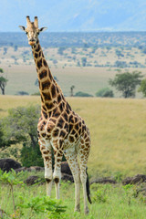 Bunt gefleckte Giraffe vor weiter Landschaft; Kidepo Valley National Park, Uganda