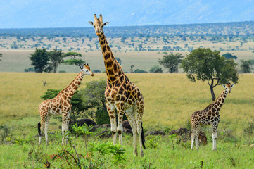 Giraffenherde mit drei Giraffen vor weiter Landschaft; Kidepo Valley National Park, Uganda