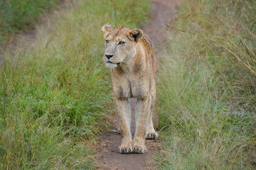 Weibliche Löwin in Graslandschaft in der Nahaufnahme 3; Kidepo Valley National Park, Uganda