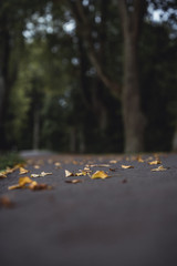 Moody Photo of the Road in a Park, Between Woods - Desaturated, Vintage Look