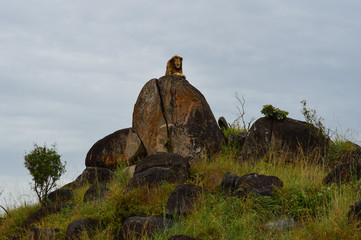 Männlicher Löwe auf Felsen mit direktem Blickkontakt 1; Kidepo Valley National Park, Uganda