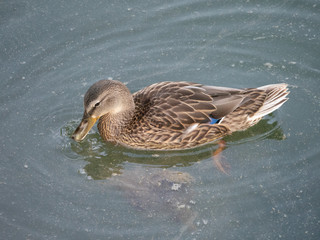 Close Up of a Female Mallard Paddling in Murky Water