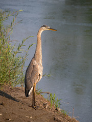 A Great Blue Heron Standing Tall of the Shore in Golden Light. 