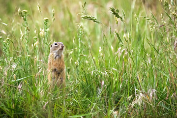 Naklejka na ściany i meble Curious gopher standing in his natural environment