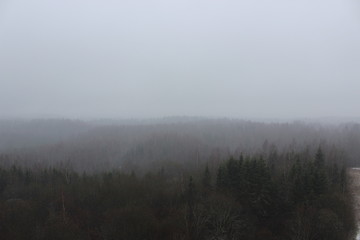 foggy forest in winter in estonia