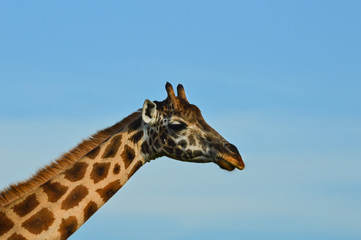 Giraffe Nahaufnahme; Hals und Kopf; close-up; Uganda