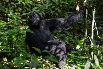 Schimpanse hängt und schwingt an einem Baum; Kibale National Park, Uganda