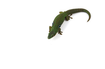 Madagascar gecko isolated on white background