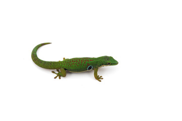 Madagascar gecko isolated on white background
