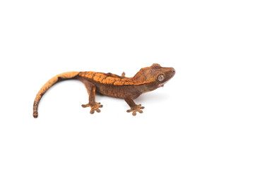 lizard gecko isolated on white background