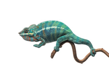 Blue lizard Panther chameleon isolated on white background
