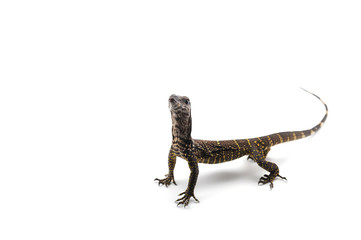 Fototapeta premium The black roughneck monitor lizard isolated on white backgrouns