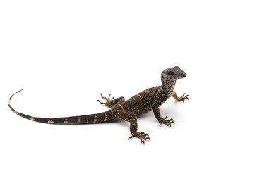 The black roughneck monitor lizard isolated on white backgrouns