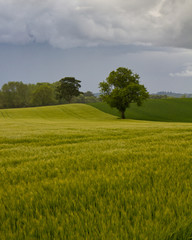 Single tree in a British field of yellow flowers and green grass- timeless English Countryside