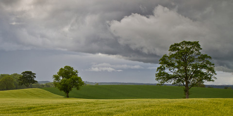 Widescreen Panorama of Beautiful English Field with Detailed Clouds, Three Trees and Yellow and Green Feilds