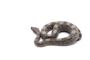 Argentine boa isolated on white background