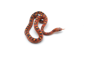 scaleless corn snake isolated on white background