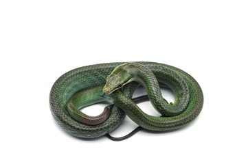 The red-tailed green ratsnake isolated on white background