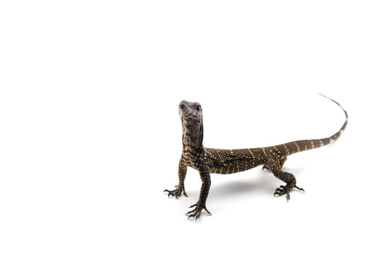 The black roughneck monitor lizard isolated on white backgrouns