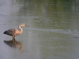 Great Blue Heron Standing in Deep Water Bathed in Golden Light