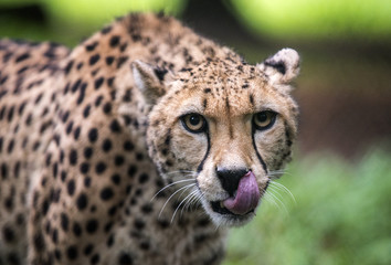 cheetah licking his mouth