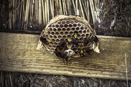 honeycomb, wasp, nest, bee, nature, honey, hive, isolated, insect, white, macro, comb, hexagon, yellow, closeup, hornet, natural, cell, food, pattern, sweet, close-up, texture, paper, wax, bee, nature