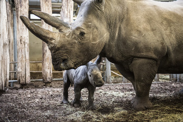 Obraz premium Rhino with newborn young in the Zoo