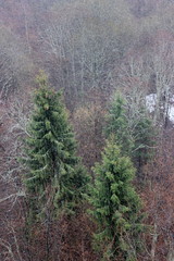 aerial view foggy forest in winter, estonia