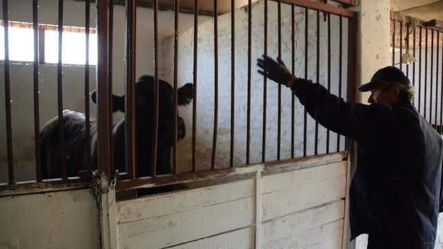 A man in the stable says hello to the bull in the pile