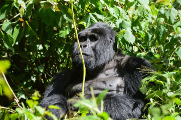 Silberrücken Berggorilla 5; Bwindi Forest Impenetrable Forest National Park, Uganda