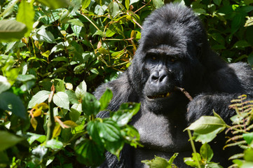 Silberrücken Berggorilla 3; Bwindi Forest Impenetrable Forest National Park, Uganda