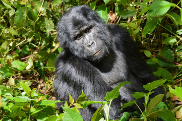 Berggorilla 2; Bwindi Forest Impenetrable Forest National Park, Uganda