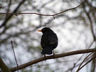 Blackbird