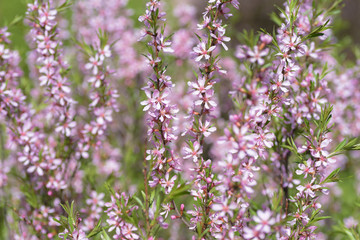 Blooming steppe almond (Prunus tenella). Natural plant background with pink flowers.