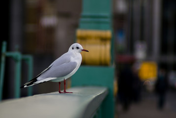 Seagull on Southwark Bridge