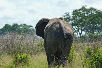 Elefant von hinten 1; Queen Elizabeth National Park, Uganda