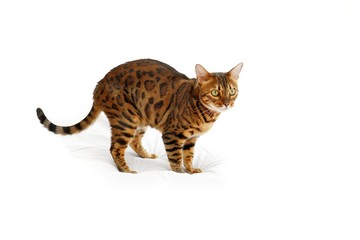 Bengal Katze am Sprung