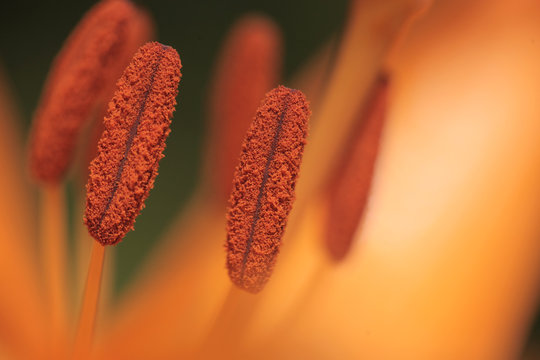 nature macro photography - close up of an orange lily flower with pollen, outdoors on a sunny summer day