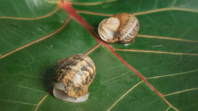 Time-lapse Edible Grape snail Helix Aspersa Muller wakes up and crawls out of the sink