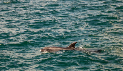 Naklejka premium Dolphin