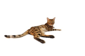 Bengalkatze liegend