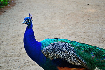 Peacock detail - on the road.
