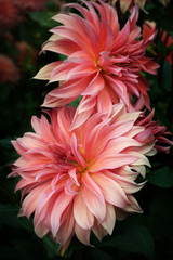 Dahlia Decorative Close Asteraceae 