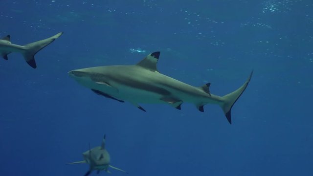 Grey reef shark with a remora (suckerfish) on its belly.