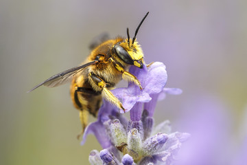 Close up of honey bee gathering nectar.