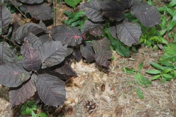 dark purple leaves