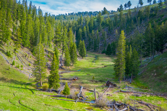 Outdoor view of petrified forest in Yellowstone National Park with fallen trees and green grass