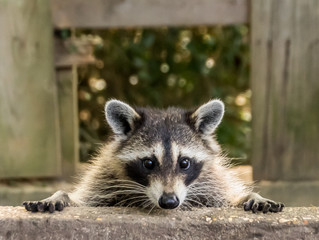 Staring Contest