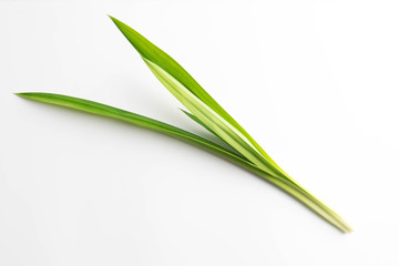 Obraz na płótnie Canvas fresh green pandan screwpine leaves isolated on white