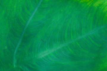 Fototapeta na wymiar green leaf texture macro close up